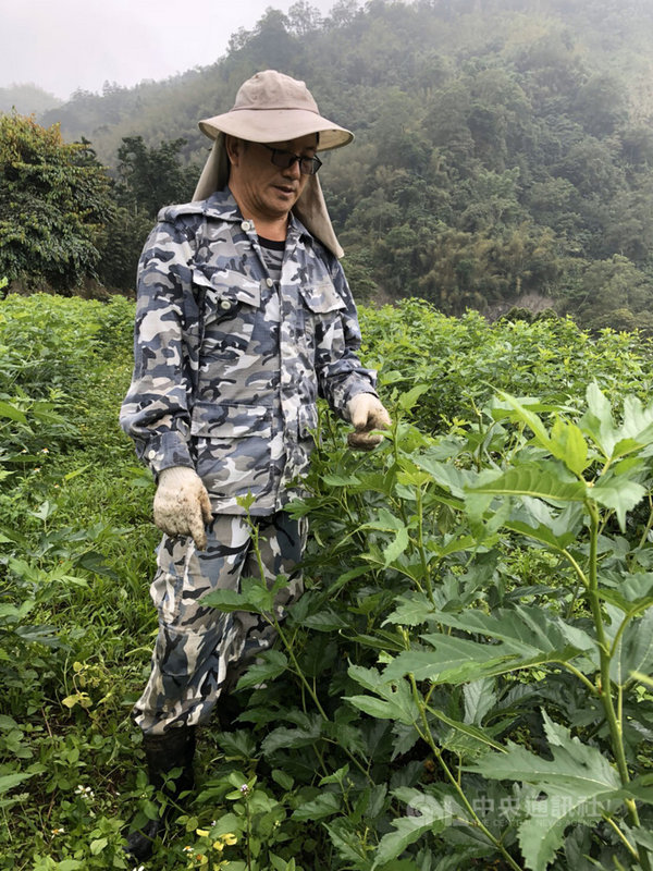 農委會苗栗區農業改良場19日推出GABA桑葉茶3款新口味,茶農劉家佔表示,因曾配合GABA烏龍茶的研究,期間他發現桑葉也能做GABA茶,且無咖啡因。(茶農劉家佔提供)中央社記者楊淑閔傳真 108年11月19日