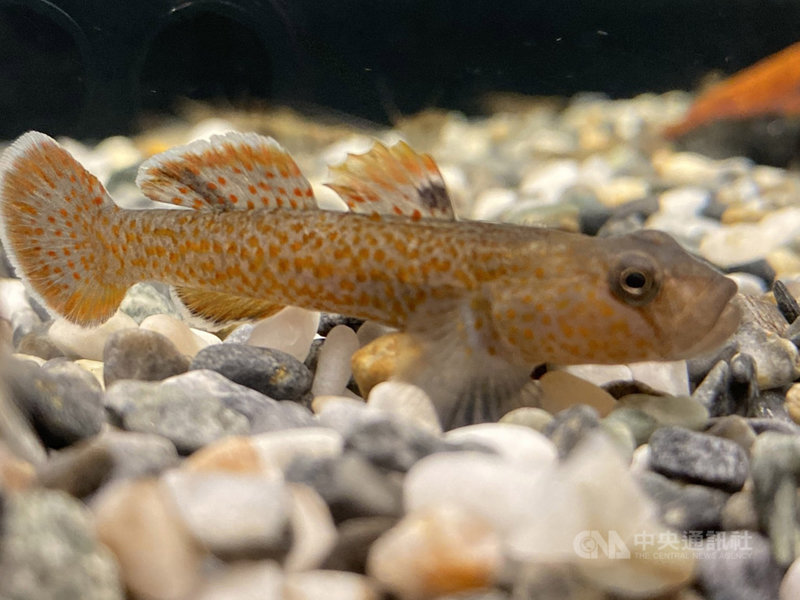 陽明山發現鰕虎科世界新種海科館展出 生活 中央社cna