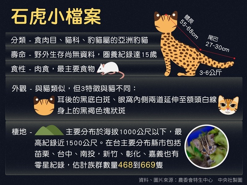 石虎外型與貓類似,但有3項特徵與貓不同。(中央社製圖)