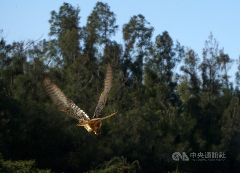 一隻保育類猛禽紅隼108年底在金門誤入鳥網,所幸經保育人員照顧,飛行能力已達野放標準,金門國家公園管理處3日協助野放,讓紅隼展翅高飛。中央社記者黃慧敏攝 109年1月3日