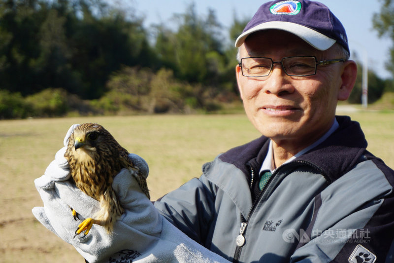 金門國家公園管理處處長曾偉宏3日表示,108年12月31日上午接獲鳥友通報,在瓊林出海口旁附近農田的鳥網上,發現一隻二級保育類野生動物紅隼;經照料後,紅隼飛行能力達野放標準,在原拾獲地周邊進行野放。中央社記者黃慧敏攝 109年1月3日