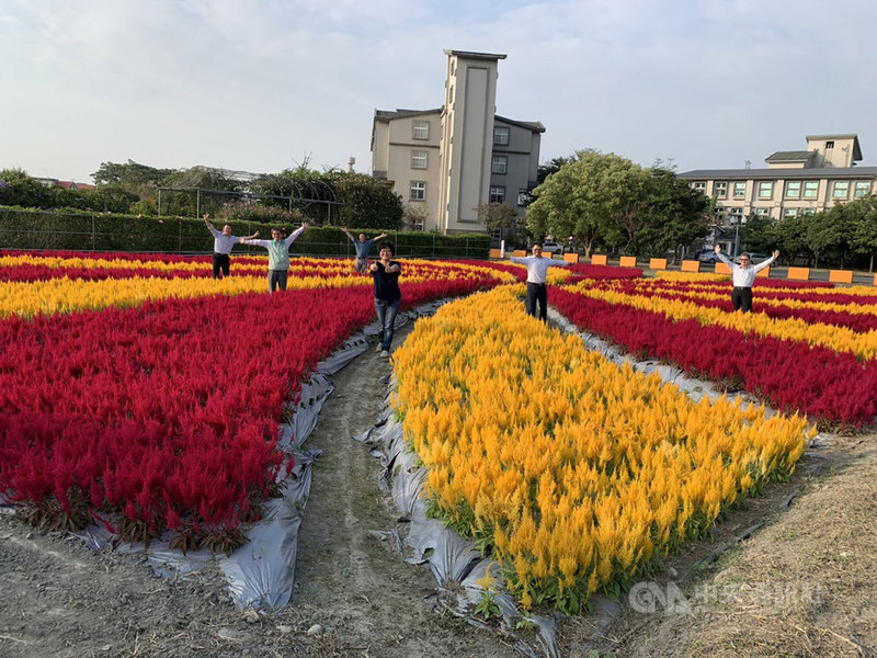 高雄區農改場迎賓日1 12登場花海提前走春 地方 中央社cna