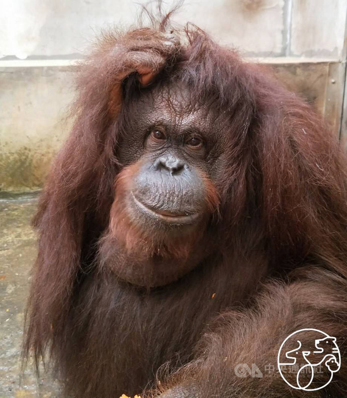 新竹市立動物園紅毛猩猩貝比(Baby)10日不慎從棲地的駁坎摔落,送診療室急救後仍傷重不治。(新竹市立動物園提供)中央社記者魯鋼駿傳真 109年1月10日