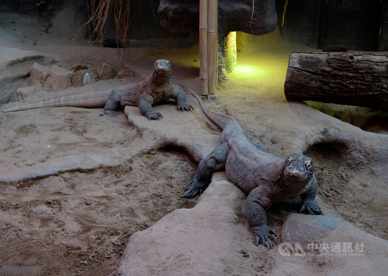 科莫多龍是世界上體型最大的蜥蜴,近年布拉格動物園一再成功繁殖。中央社記者林育立布拉格攝 109年1月22日