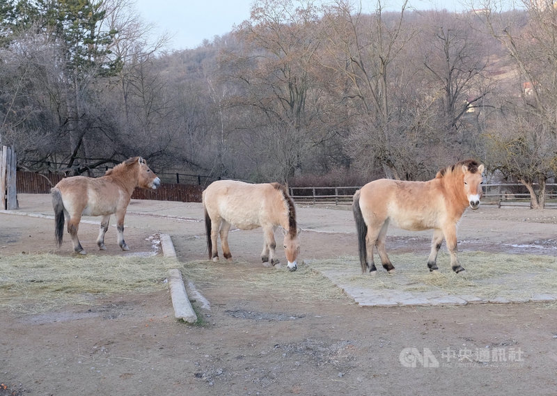 布拉格動物園1960年起負責全球蒙古野馬血統書的管理工作,近年並參與蒙古大草原的野放計畫。中央社記者林育立布拉格攝 109年1月22日