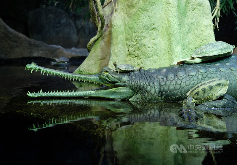 極度瀕危的恆河鱷是布拉格動物園的亮點。中央社記者林育立布拉格攝 109年1月22日