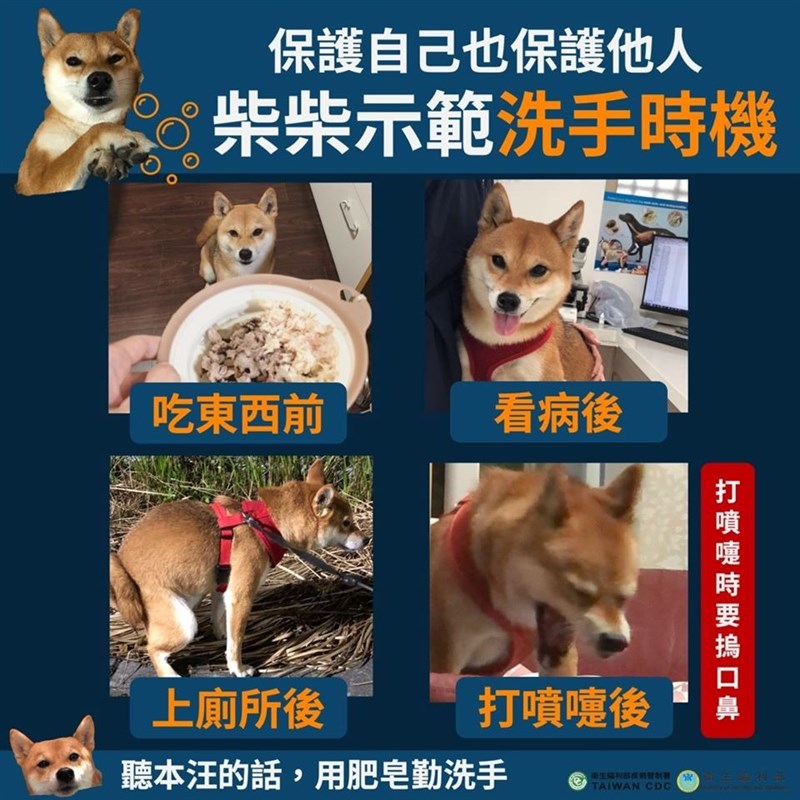 衛福部宣導正確洗手時機超萌柴犬親身示範 生活 中央社cna