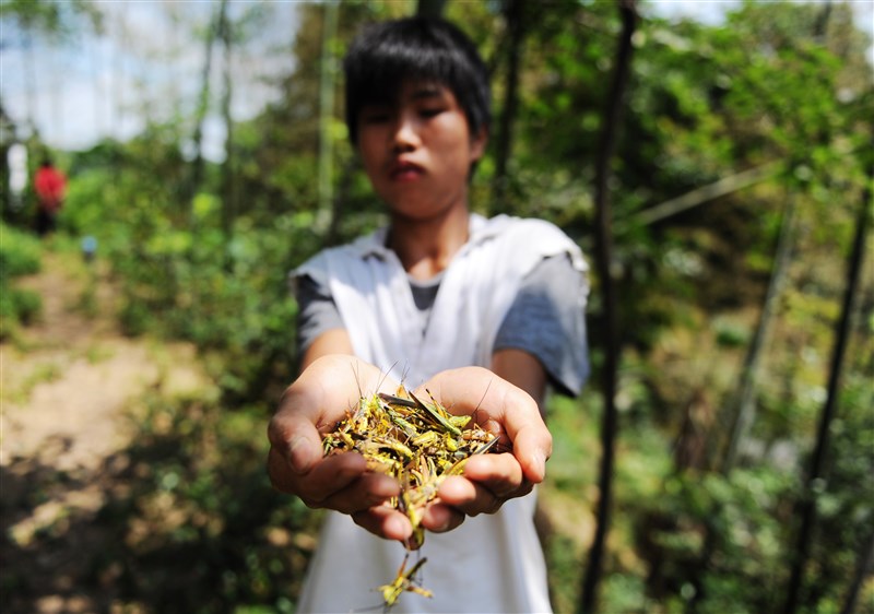 中國專家群警告,引發蝗災的沙漠蝗如果到6、7月還得不到控制,在印度洋季風作用下,進入中國境內機率「陡然升高」。圖為2012年7月湖南省長沙市一村莊因面臨蝗災而撲殺蝗蟲。(檔案照片/中新社提供)