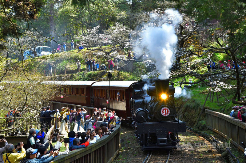 阿里山限定林鐵11日起每週三搭蒸汽火車賞櫻去 地方 中央社cna