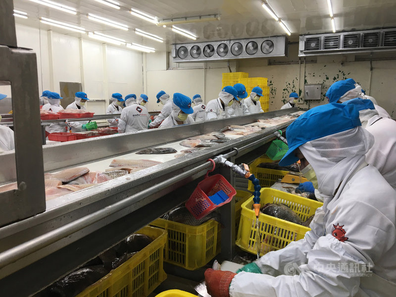 口湖魚類生產合作社養殖面積達1000公頃,年產量約1萬公噸,加工日產量達30公噸,養殖面積、產量均為台灣之冠。總經理王益豐說明,鯛魚產品取得HACCP相關認證,成為全球第一個上太空的魚類食品。中央社記者蔡芃敏攝 109年3月3日