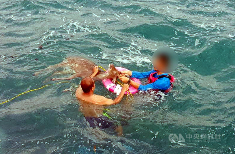台東縣綠島鄉公館漁港5日上午一隻梅花鹿落海,海巡與民眾合力將牠救上岸,並帶至附近山區野放。(海巡提供)中央社記者盧太城台東傳真 109年3月5日