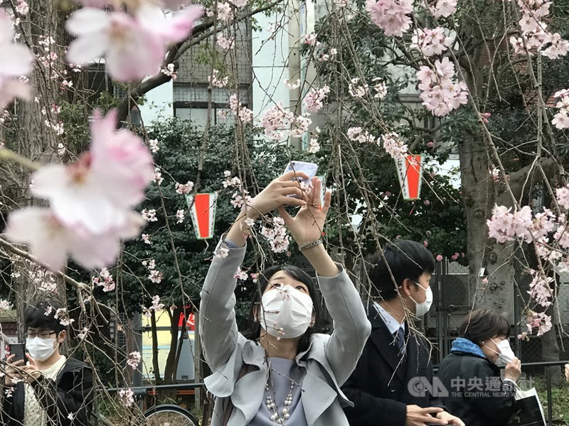 東京上野恩賜公園有上千株櫻花,每年可吸引逾300萬賞櫻客。入口處的枝垂櫻盛開,許多遊客在此拍照打卡。中央社記者楊明珠東京攝 109年3月22日