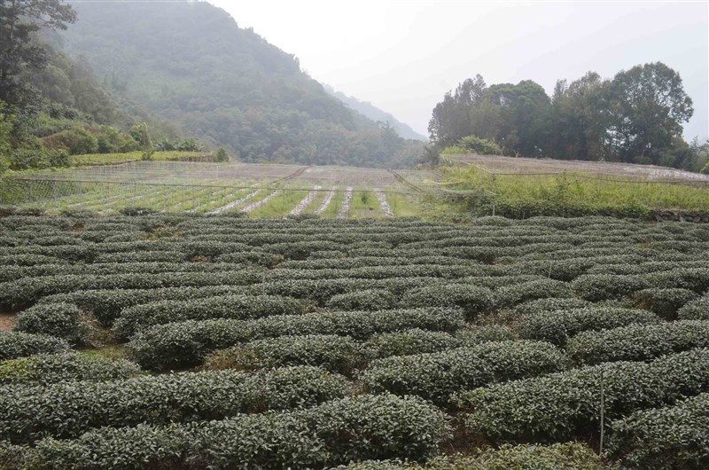 嘉義長庚醫院中醫團隊近日研究發現,台灣本土茶葉中「多酚羥基茶駢酚酮」結構物質,可與武漢肺炎冠狀病毒結合,阻止病毒增生。研究成果獲國際醫學期刊刊登。(示意圖/中央社檔案照片)