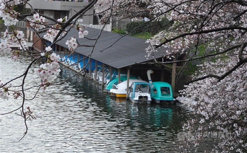 受到武漢肺炎疫情影響,許多東京都政府管轄的公園不辦大型櫻花季活動,圖為千鳥淵划船場暫停營業的景象。中央社記者楊明珠東京攝 109年3月26日