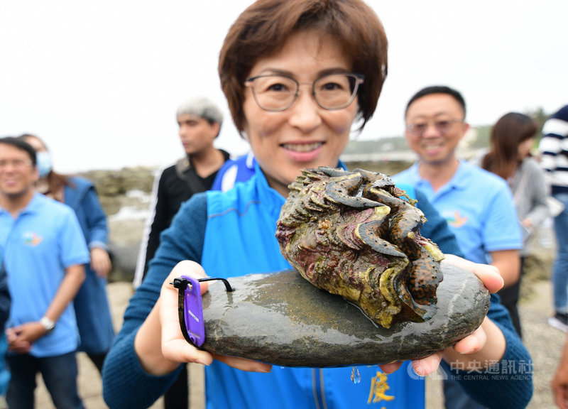 復育美人魚的家台東富山海域移植21顆硨磲貝 地方 中央社cna