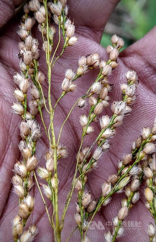 中央研究院植物暨微生物學研究所研究助理徐子富7日表示,油芒是瀕臨絕跡的台灣特有植物,中研院7年前提出復育計畫,今年已有小成。(徐子富提供)中央社記者張雄風傳真 109年4月7日