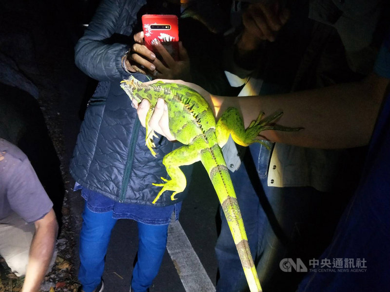幾年前流行飼養綠鬣蜥，台東縣從民國104年陸續在野外發現零星個體，研判是遭人棄養，這半個月在台東市區、東海岸連續發現2起。圖為4月4日在東海岸捕獲的綠鬣蜥。（民眾提供）中央社記者盧太城台東傳真　109年4月11日