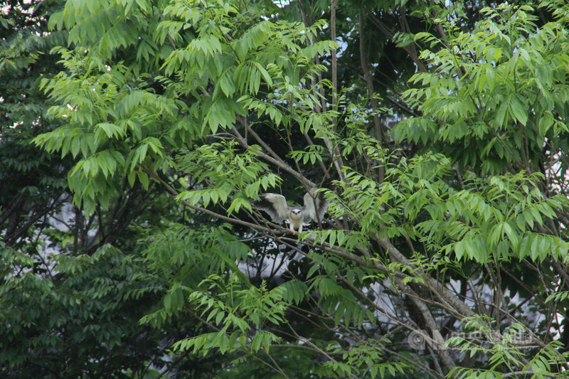 花蓮縣野鳥學會鳥類收容中心去年底協助照顧2隻落巢的黑翅鳶幼鳥，14日在壽豐鄉志學國小進行野放，黑翅鳶恢復自由後停留在校內樹梢許久。中央社記者張祈花蓮攝　109年4月14日