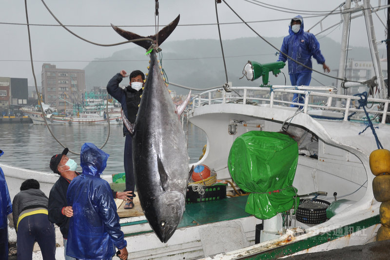 宜蘭蘇澳籍漁船「全昌隆168號」22日捕獲一尾巨大黑鮪魚,船隻23日進港後經秤重為200公斤,經鑑定後符合「宜蘭第一鮪」標準,將於25日公開拍賣。中央社記者沈如峰宜蘭攝 109年4月23日