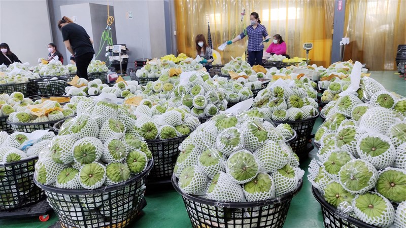 台東鳳梨釋迦一度因武漢肺炎疫情衝擊,導致收購受影響,農委會6日提出因應措施後,國內批發價格上漲,外銷也趨穩,台東農民7日忙著採收整理。中央社記者盧太城台東攝 109年2月7日