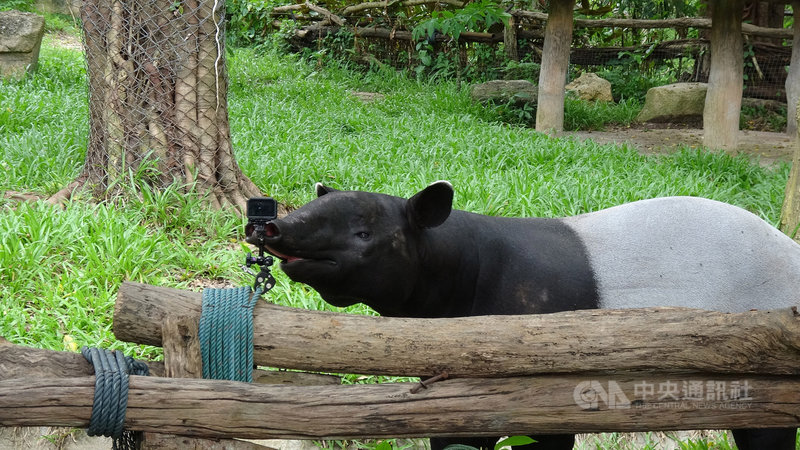 閉園不休息泰國動物園直播動物科普吸睛 國際 中央社cna