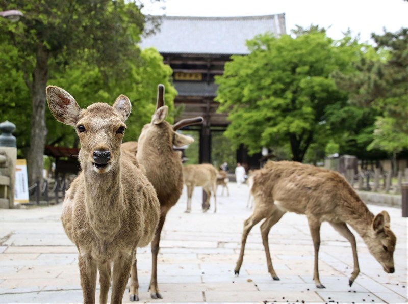 日本今年人潮較往年明顯減少,讓鹿群可以悠閒地外出走動。圖為10日奈良東大寺鹿群。(共同社提供)