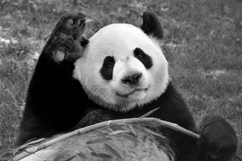 加拿大卡加立動物園的兩隻貓熊因疫情已難以吃到新鮮竹子,園方不得讓兩隻貓熊提前3年回中國。(圖取自facebook.com/thecalgaryzoo)