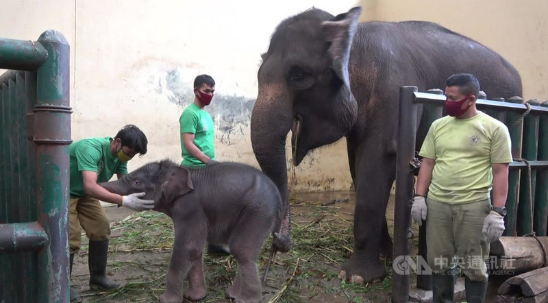 印尼塔曼動物園茂物園區的一隻蘇門答臘母象近期生出一隻公象,取名為Covid,紀念牠在武漢疫情期間成為新成員。中央社記者石秀娟茂物攝 109年5月17日