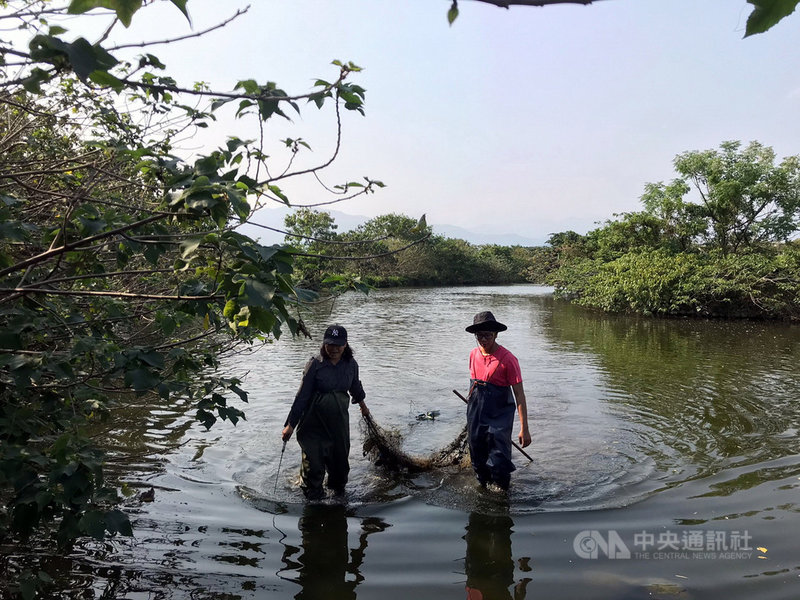 台東人工溼地棄置漁網成水中生物殺手 地方 中央社cna