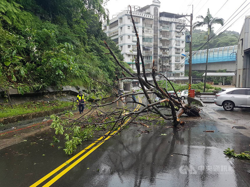 基隆市豐稔街一處擋土牆上方大樹疑因腐爛與吸水過重,22日突然斷裂、掉落路上,一度影響交通,所幸沒人傷亡。(中砂里長廖文雄提供)中央社記者沈如峰基隆傳真 109年5月22日