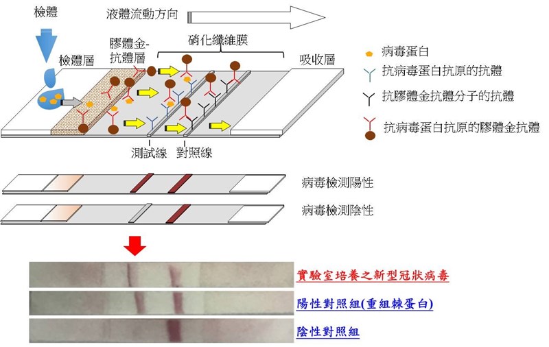 國衛院研發武漢肺炎快篩試劑,已有5家公司完成技轉授權簽約。圖為快篩試劑雛型。(圖取自衛生福利部網頁mohw.gov.tw)