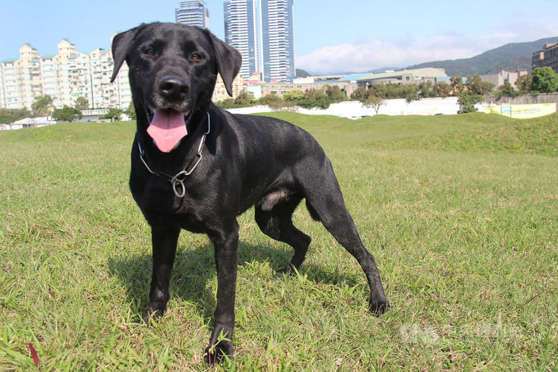 台北市搜救犬Zeus為8歲拉布拉多黑色公犬,曾支援過台南及花蓮震災搜救,如今屆齡退役,北市消防局公開徵求愛犬民眾申請寄養,申請期限至26日止。(台北市消防局提供)中央社記者劉建邦傳真 109年6月2日