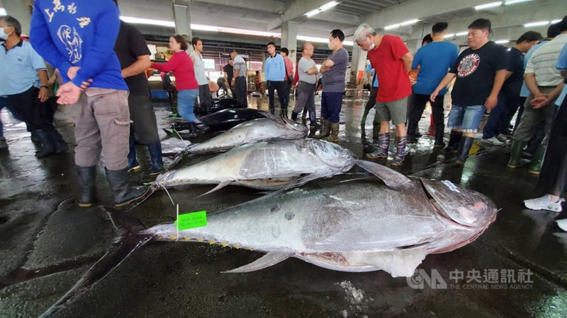 10年未見東港黑鮪魚累計捕獲量突破2千尾 地方 中央社cna