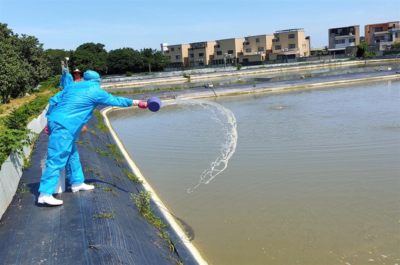 竹北地區某澳洲螯蝦養殖場,因感染十足目虹彩病毒,經與業者協商後,進行蝦苗、成蝦銷毀,並在15日掩埋屍體,全力防堵疫情擴散。(新竹縣政府提供)中央社記者郭宣彣傳真 109年6月16日