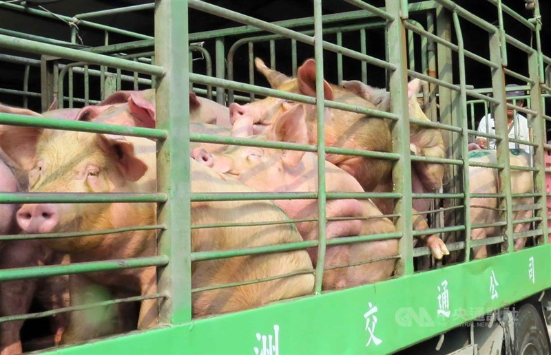 農委會證實,世界動物衛生組織(OIE)已經審查通過,台灣(台、澎、馬,不含金門)改列不打疫苗的非疫區,歷經23年努力,終於擺脫口蹄疫情。(中央社檔案照片)