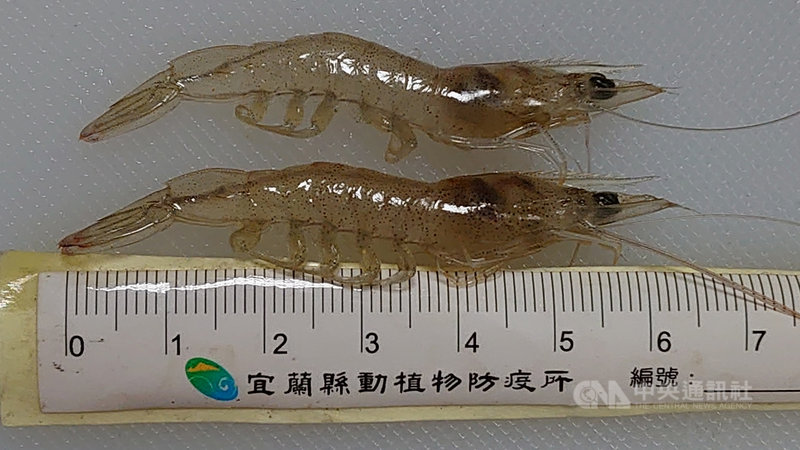 宜蘭縣、新竹縣、雲林縣與高雄市分別傳出當地養殖場蝦隻確診十足目虹彩病毒,已啟動防疫作業。相關單位將協助養殖戶引進健康蝦苗,落實養殖池曬池、整池及消毒防疫工作。圖為遭病毒感染的蝦隻。(宜蘭縣政府提供)中央社記者沈如峰宜蘭傳真 109年6月17日