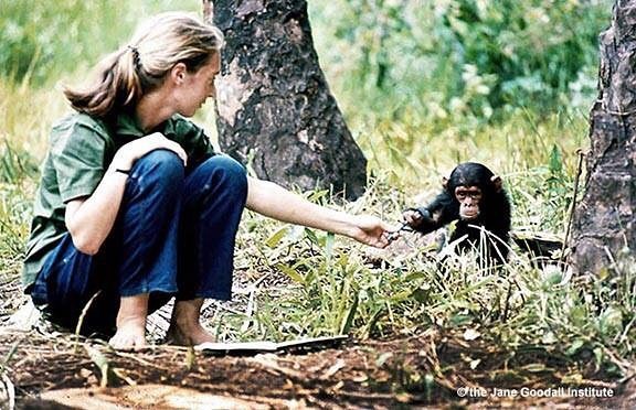 靈長類動物學家珍古德獲2020年唐獎永續發展獎,唐獎肯定其研究的開創性發現,足以重新定義人類與動物的關係。(圖取自珍古德IG網頁instagram.com/janegoodallinst)
