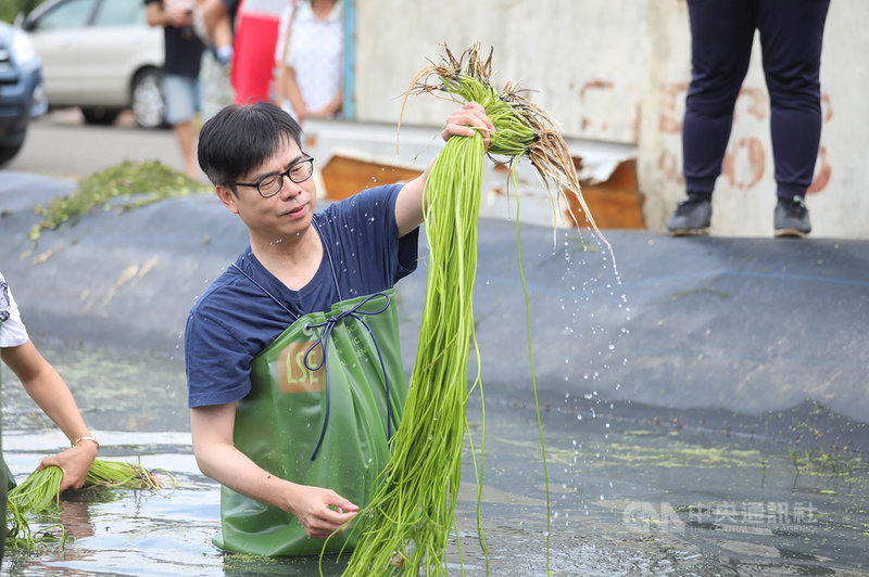 端午連假第2天,民進黨高雄市長補選參選人陳其邁26日積極跑行程,到美濃區特別換上青蛙裝,下水體驗採野蓮,動作略顯生澀,但架勢十足。(陳其邁競選辦公室提供)中央社記者程啟峰高雄傳真 109年6月26日