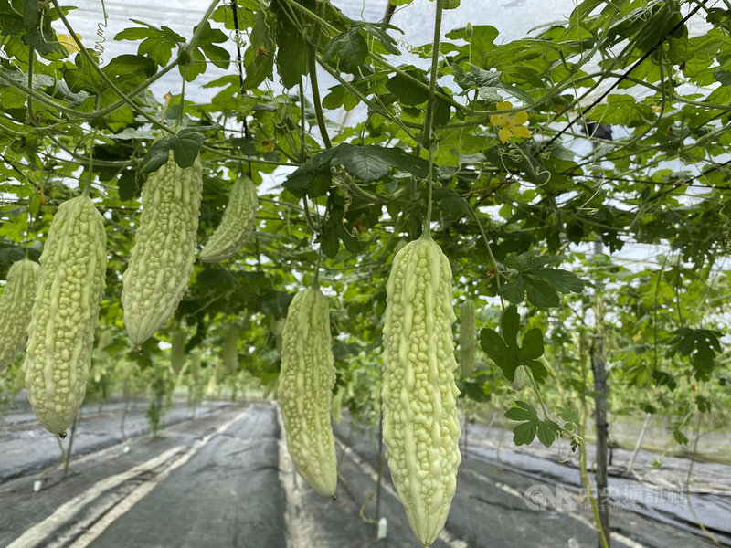 苦瓜新品種「花蓮7號」具有山苦瓜優良特性,耐高溫、耐旱等,外觀漂亮、偏白色,苦味較不濃。中央社記者李先鳳攝 109年7月7日