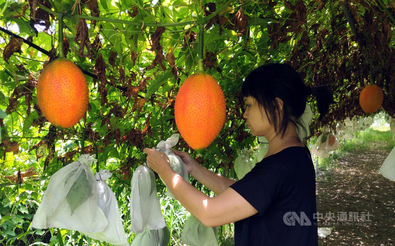 木虌果為東部地區原住民重要瓜類作物，台東區農業改良場日前召開木虌果新品種命名審查會議，經書面與現場審查一致決議通過命名「台東1號」，為國內第一個命名的原生種木虌果品種。圖為田中栽種情況。中央社記者盧太城台東攝  109年7月9日