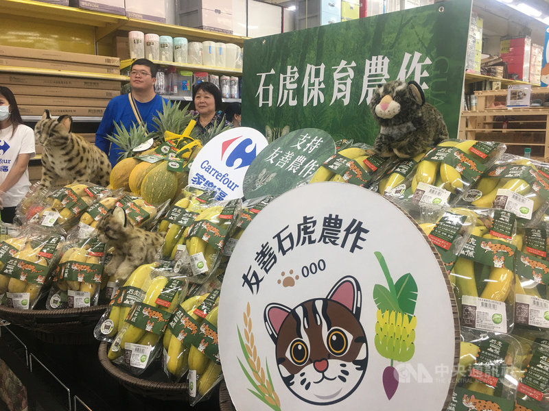 家樂福10日宣布陸續上架石虎認證有機山蕉,這些農作不使用捕獸夾、毒鼠藥或放養犬隻,讓石虎可以在農地安全活動與覓食。中央社記者楊舒晴攝 109年7月10日