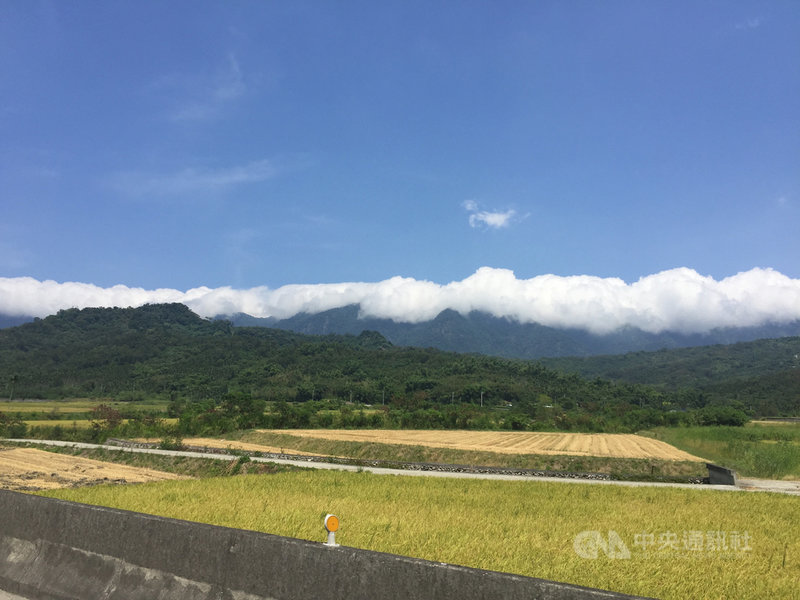 入夏以來天氣炎熱,全台最高溫多次落在花蓮段縱谷,其中位於縱谷的富里鄉今年一期稻作因高溫而歉收。中央社記者李先鳳攝 109年7月14日