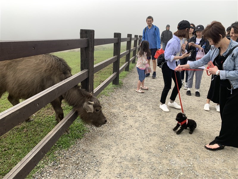 陳姓婦人於擎天崗遭牛隻撞倒，數日後身亡。4名子女向陽明山國家公園管理處請求國賠。士院日前判賠新台幣396萬餘元。圖為事發後擎天崗改用混凝土立柱及不鏽鋼角鐵，取代原本的木頭立柱和繩索，區隔遊客與牛隻。（中央社）