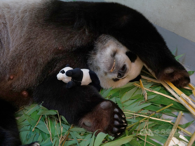 台北市立動物園為讓大貓熊媽媽「圓圓」習慣身邊有寶寶的存在,製作「仿仔」給「圓圓」照顧,由於「仿仔」太逼真,「圓圓」還出現護仔行為。(台北市立動物園提供)中央社記者梁珮綺傳真 109年7月20日