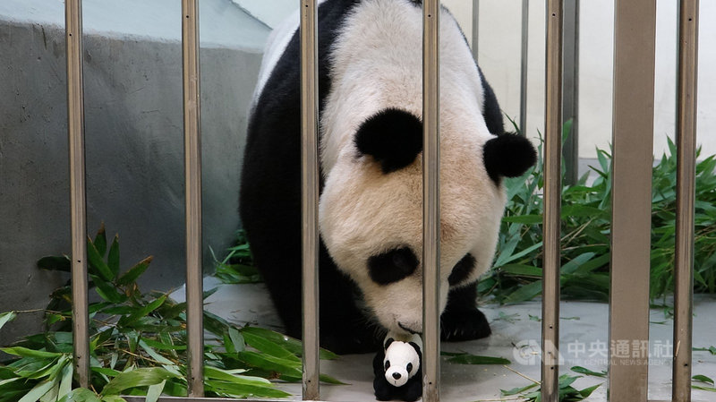 台北市立動物園大貓熊寶寶出生至今仍住在保溫箱,園方不敢馬虎,為讓媽媽「圓圓」習慣身邊有寶寶的存在,特別準備「仿仔」給「圓圓」照顧。(台北市立動物園提供)中央社記者梁珮綺傳真 109年7月20日