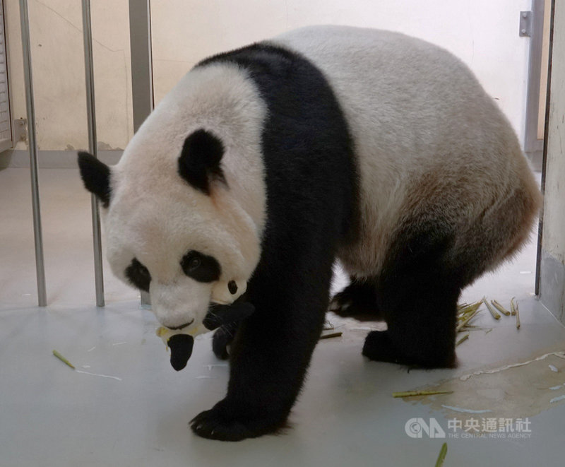 台北市立動物園複製7年前照顧大貓熊「圓仔」的經驗,製作「仿仔」放在媽媽「圓圓」身邊,讓「圓圓」照顧。(台北市立動物園提供)中央社記者梁珮綺傳真 109年7月20日