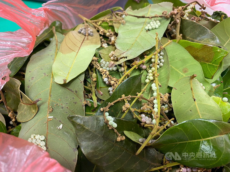 台中市農業局長蔡精強21日指出,市府提高農業害蟲荔枝椿象的卵片收購價後,與去年收購量11萬多片相比,今年收購量增加到28萬6000多片,危害減少,也助今年荔枝產量增加。(台中市政府提供)中央社記者郝雪卿傳真 109年7月21日