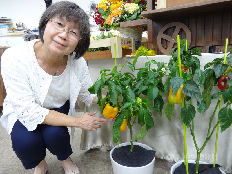 農委會農試所22日發表3種耐熱作物,農試所生物技術組助理研究員王昭月費時15年育成3個「特色番椒新品系」,她表示,台南業者正在洽談技轉中,預計2、3年後生產。中央社記者楊淑閔攝 109年7月22日