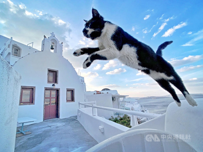 台灣攝影師吳佳芳在今年iPhone Photography Awards(IPPA)動物類獲得佳作,她捕捉一大早的希臘聖托里尼,貓咪悠閒的飛躍在藍天大海與白色小屋之間。(蘋果公司提供)中央社記者吳家豪傳真 109年7月22日