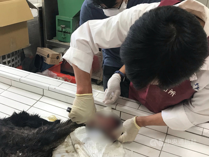 嘉義縣大林鎮許姓民眾飼養的犬隻遭鄰居持啞鈴砸擲重傷致死,家畜疾病防治所為瞭解案情帶回解剖勘驗,發現犬隻遭啞鈴重擊後,左後肢有骨折情形。(嘉義縣家畜疾病防治所提供)中央社記者蔡智明傳真 109年7月28日